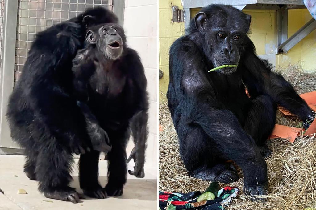 nypost's tweet photo. Rescued chimp Vanilla now thriving at new home, touches grass for first time https://t.co/9MyYzs4cwI https://t.co/S5tv0VVXID