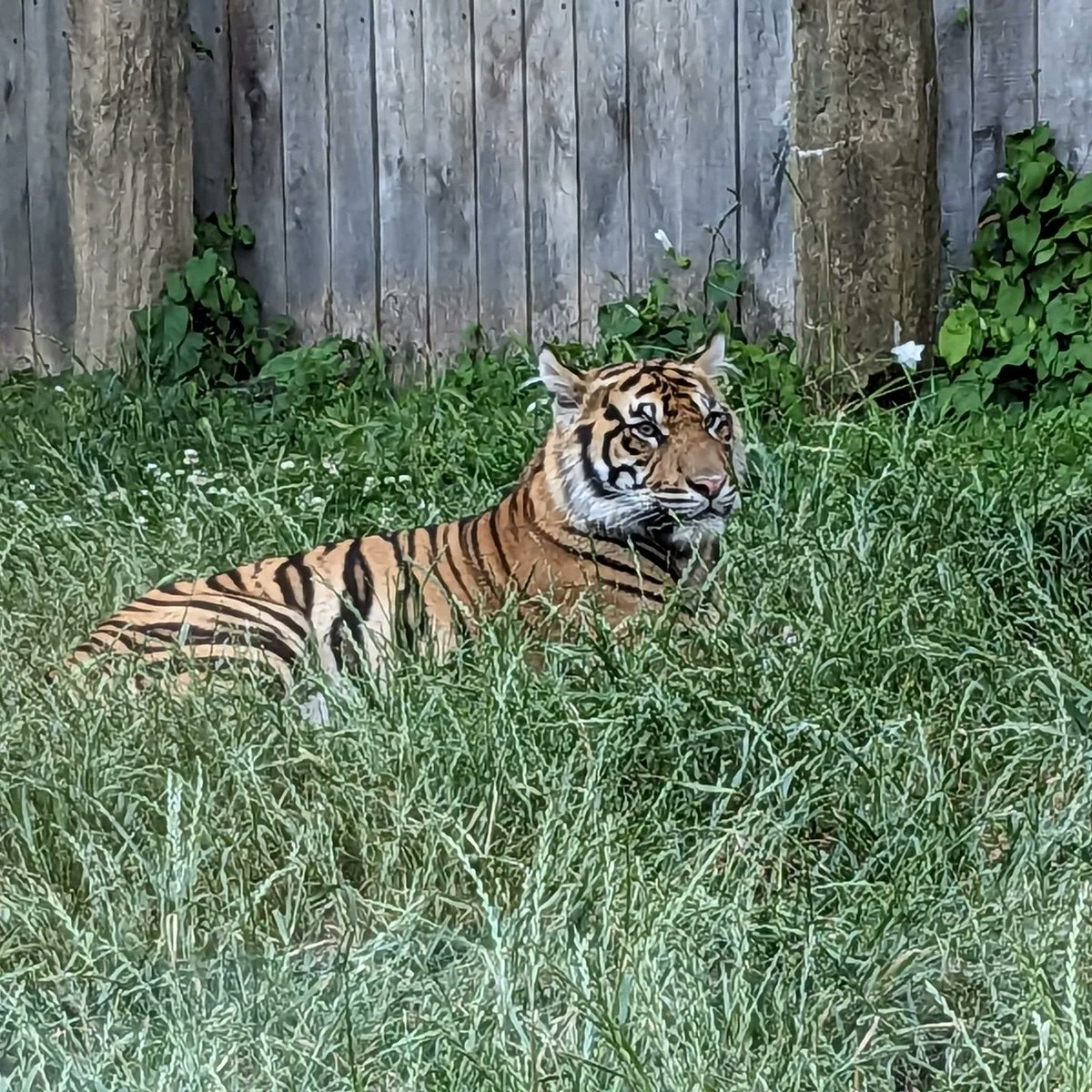 YoliLondon's tweet photo. The @OfficialZSL Around the World in 30 Days challenge is finishing tomorrow ⏰ Please, help our efforts to save endangered species and donate if you can, thanks! @zsllondonzoo #ZSL  #WildlifeConservation #AroundTheWorld #SumatranTiger  https://t.co/e2XzKLutb2 https://t.co/T9xLBVBvjz