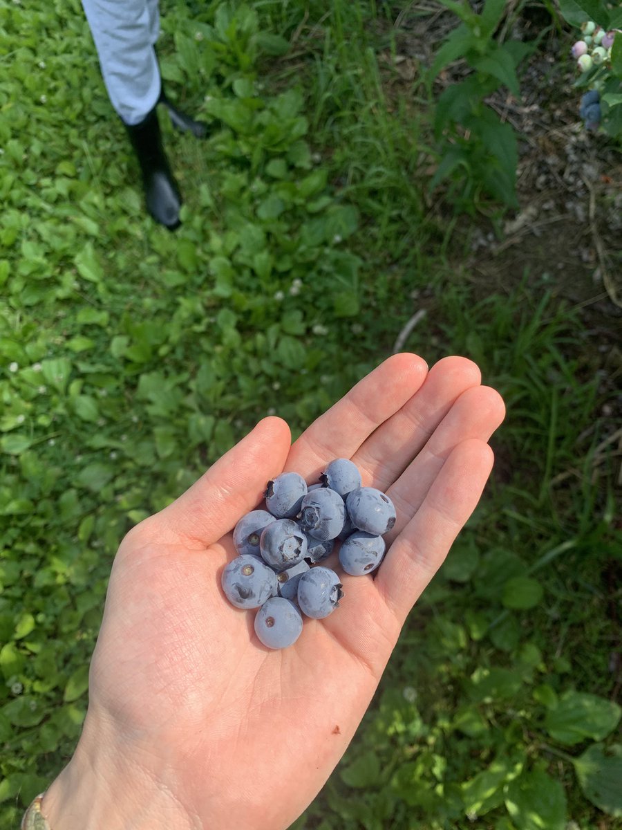 First 🫐 harvest of the season!