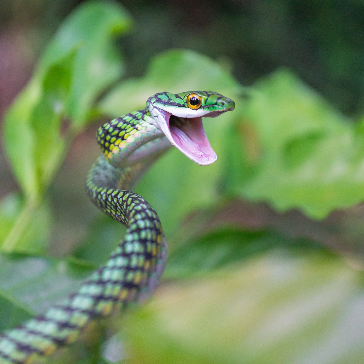 Watch out! 🐍

A parrot snake gets ready to strike in Iquitos, Peru.

#ColorInNature