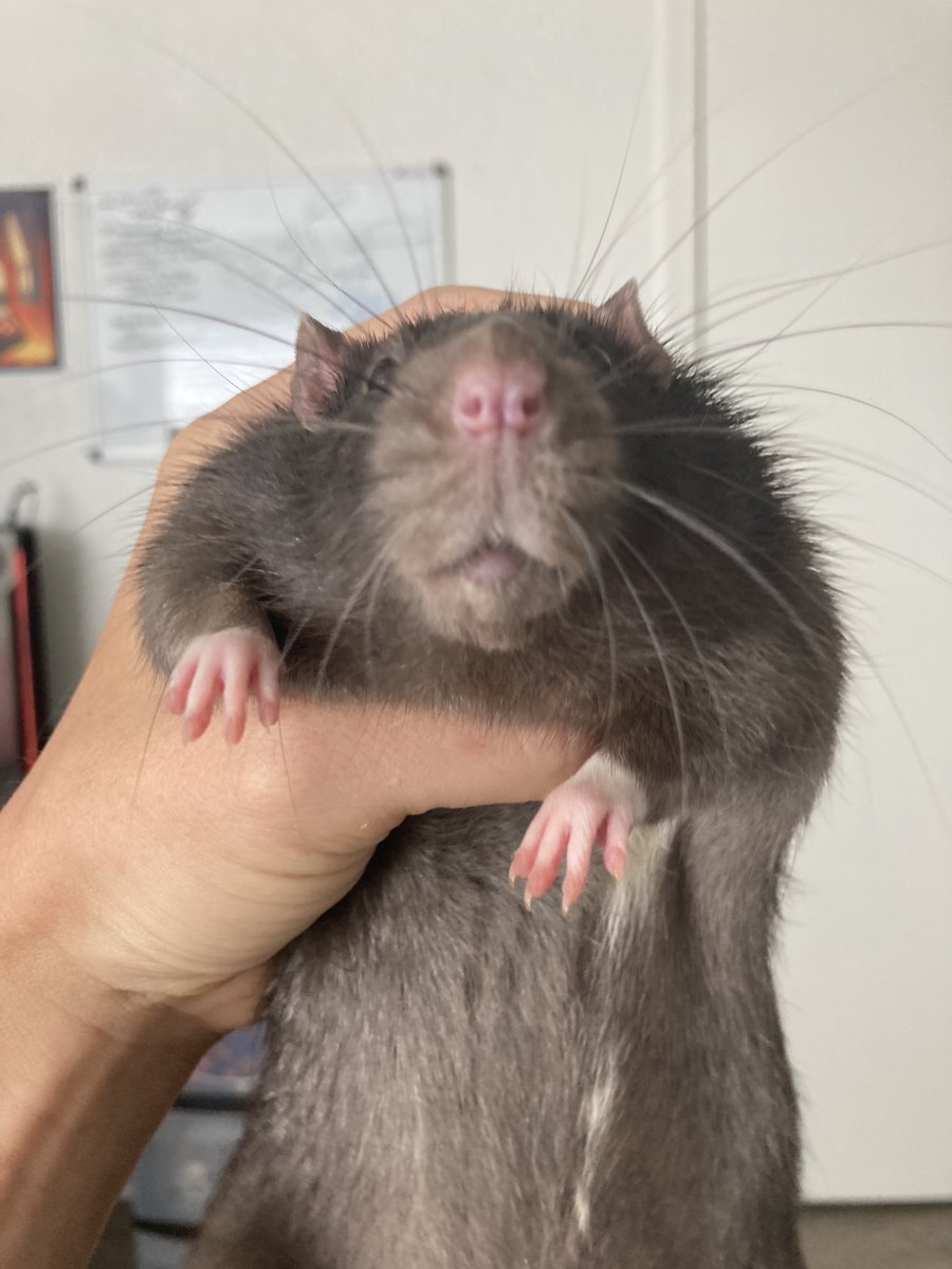 Alana 🐁💗💜💙 on Twitter "Will fatshaming my obese rat make him lose