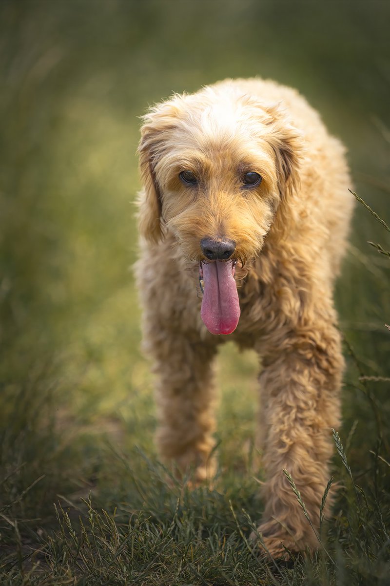 ChunAlan's tweet image. Benji enjoying his morning walk.  #dogsoftwitter  #cockapoo #petportrait #myboy