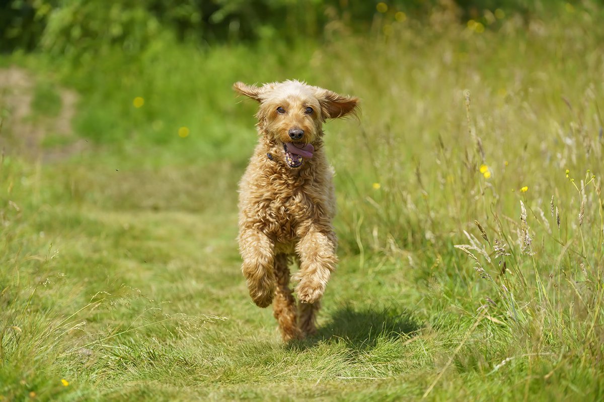 ChunAlan's tweet image. Benji enjoying his morning walk.  #dogsoftwitter  #cockapoo #petportrait #myboy