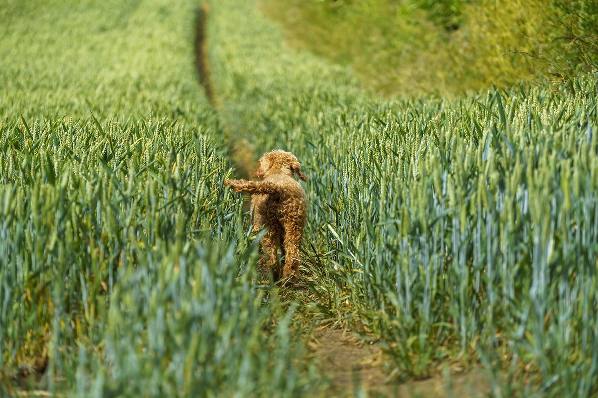 ChunAlan's tweet image. Benji enjoying his morning walk.  #dogsoftwitter  #cockapoo #petportrait #myboy