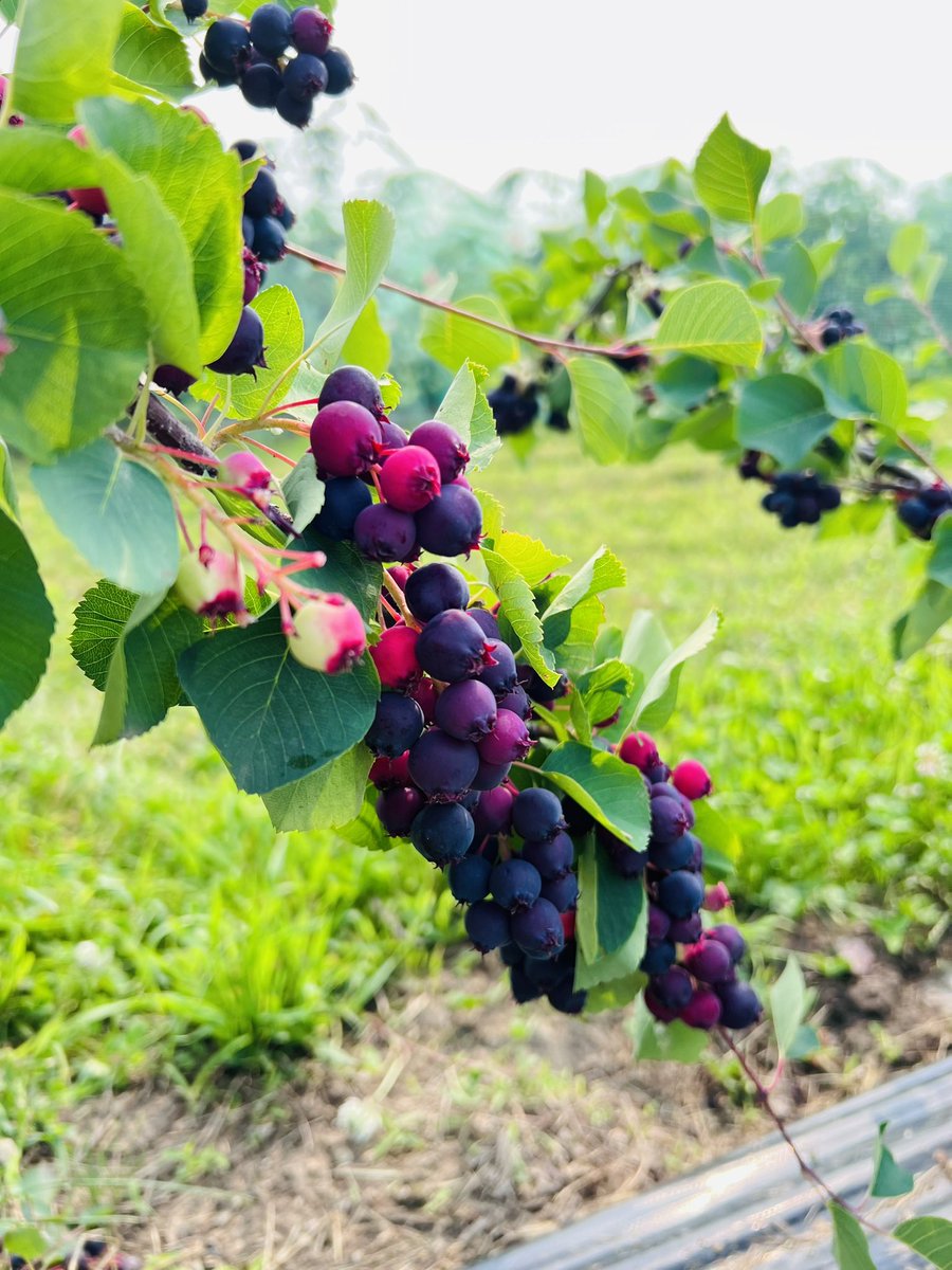 GoslinK123's tweet photo. Saskatoon berries at Berries on the Bay! 

You’ll meet new people and run into old friends while berry picking. https://t.co/5REH7UZuio