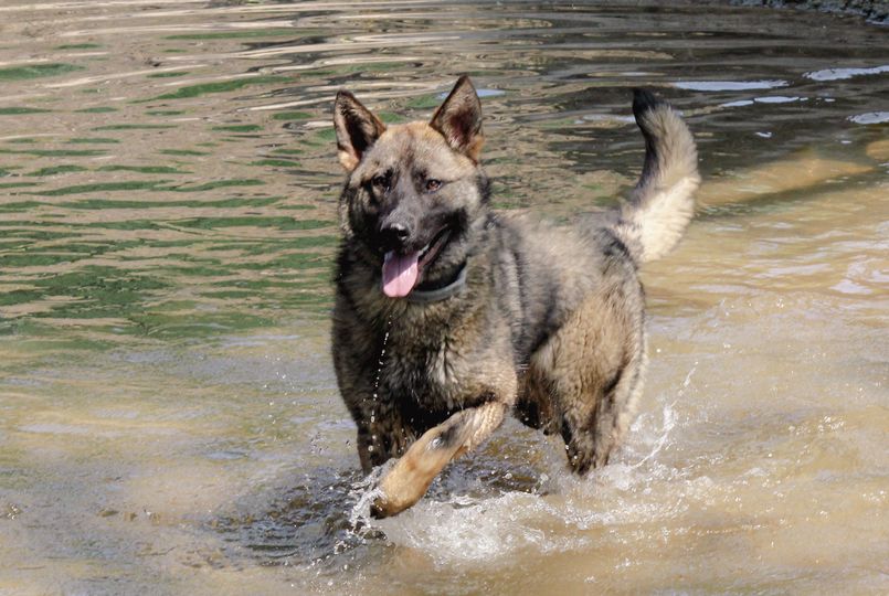 JacksonMOPD's tweet photo. JPD K9 Riggs is still adjusting to our SEMO weather, so he has been trying to find new ways to "stay cool" on these hot days. So recently he found that our City Park has a nice creek to cool off in.
So take Riggs approach and find ways to stay cool on these extremely hot days. https://t.co/AhyBMGlYRN