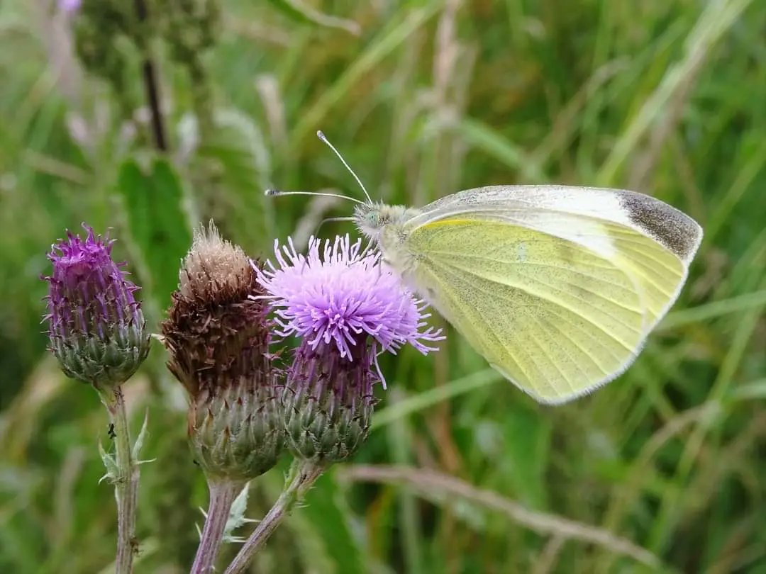 Small Tortoiseshell, Marbled White and Large White butterflies, Thornbury Golf Course, 28/6/23 @avonwt @savebutterflies @RSPBEngland @Natures_Voice @BBCSpringwatch @WildlifeMag