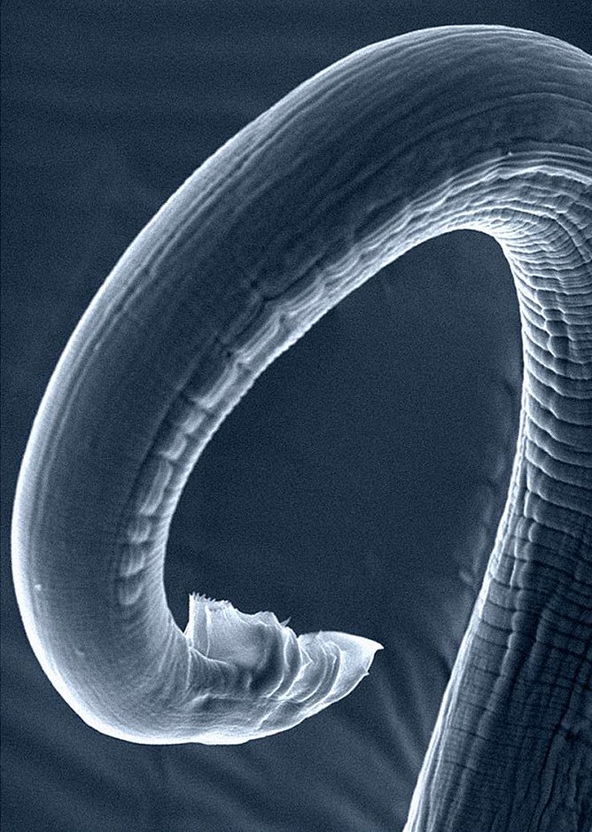 IGBMC's tweet photo. π©βπ¬ #PhD candidates, do you know about Sophie Jarriault's #team project proposal in the #Nervspan network ? The Europe-wide network aims to train PhD students who wish to study the neural development of the C.#elegans model. π
Register before July 14.
π https://t.co/BGyY1lXY1I https://t.co/F6ecCs1dao