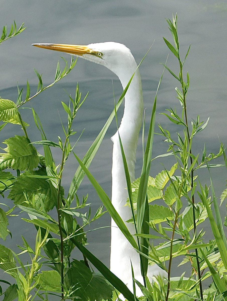 Great Egret at the JKO Reservoir today. #birdcpp #birdphotography #BirdsOfTwitter #birdwatching #wildlifephotography #birds #TwitterNaturePhotography