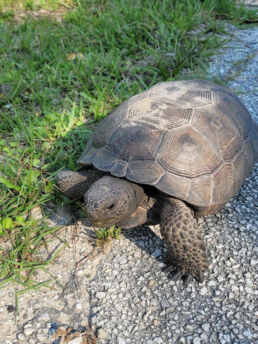 TheMadMemeQuee1's tweet photo. Vacation time i petted a turtle and made him a ninja. https://t.co/7BJGonyAdr