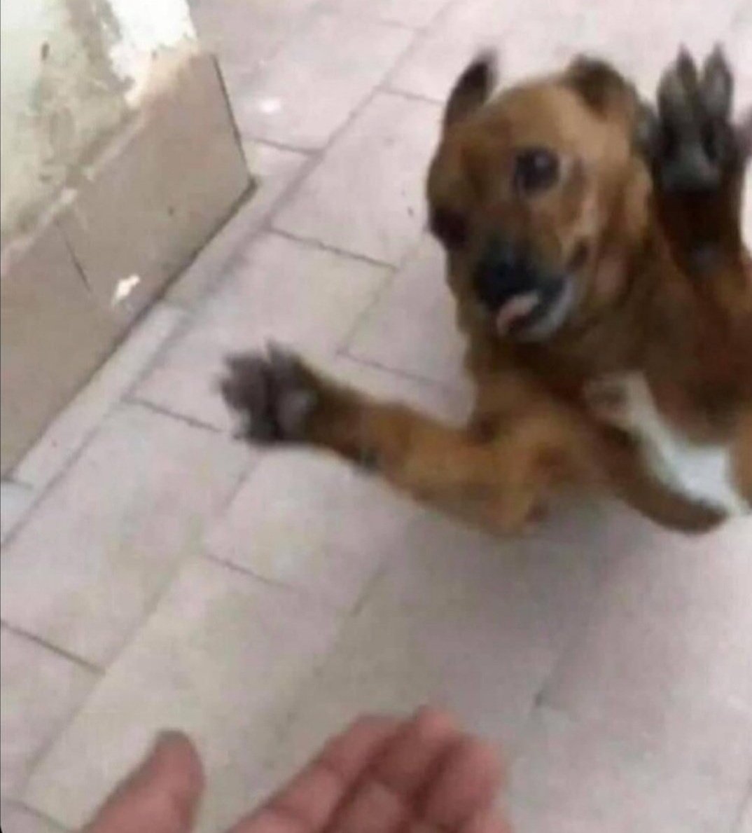 “nobody loves you” my dog when I get home: