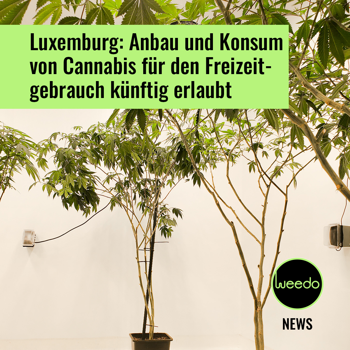 myweedo's tweet image. Nach langer Verhandlung kam gestern endlich die Nachricht, auf die alle gewartet haben: Das Parlament des Großherzogtums beschloss mit 38 Ja- gegen 22 Nein-Stimmen ein entsprechendes Legalisierungsgesetz.

#weedo #myweedo #magazin #news #luxemburg #legalisierung #weedmob