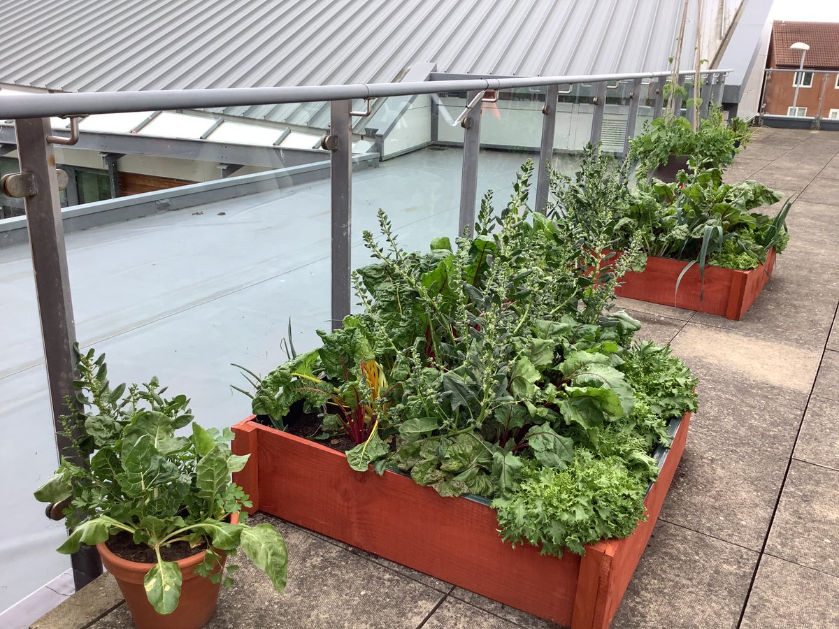 Our #RootsandShoots rooftop veggie patch is growing brilliantly. Can you spot chard, onions, parsley and French beans? @AlnwickGarden @NCEA_Trust @primarydirector