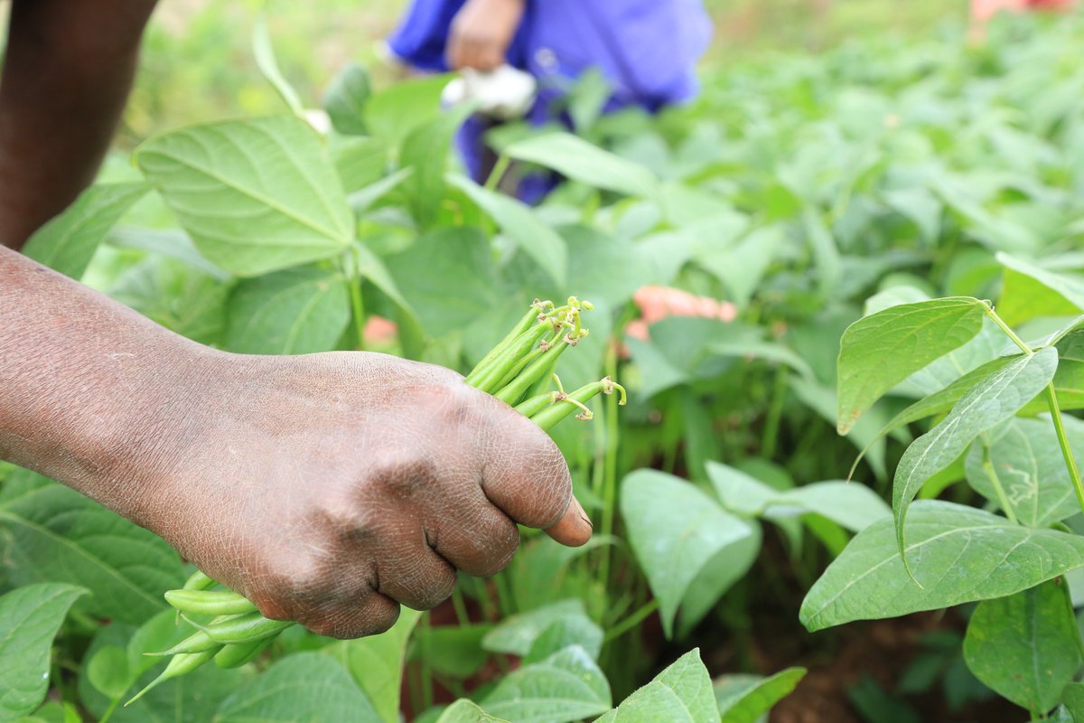 oxfaminrwanda's tweet photo. #DYK smallholder farmers suffer from crop losses even during the actual harvest? Through the HVC project supported by @EUinRW🇪🇺@RwandaFinance @OxfamIreland farmers apply proper harvesting techniques to avoid buyers' rejection. #unlockhorticulturepotential https://t.co/QOh4hLJtBf