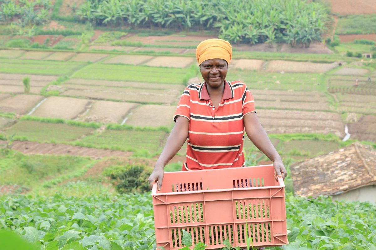 oxfaminrwanda's tweet photo. #DYK smallholder farmers suffer from crop losses even during the actual harvest? Through the HVC project supported by @EUinRW🇪🇺@RwandaFinance @OxfamIreland farmers apply proper harvesting techniques to avoid buyers' rejection. #unlockhorticulturepotential https://t.co/QOh4hLJtBf