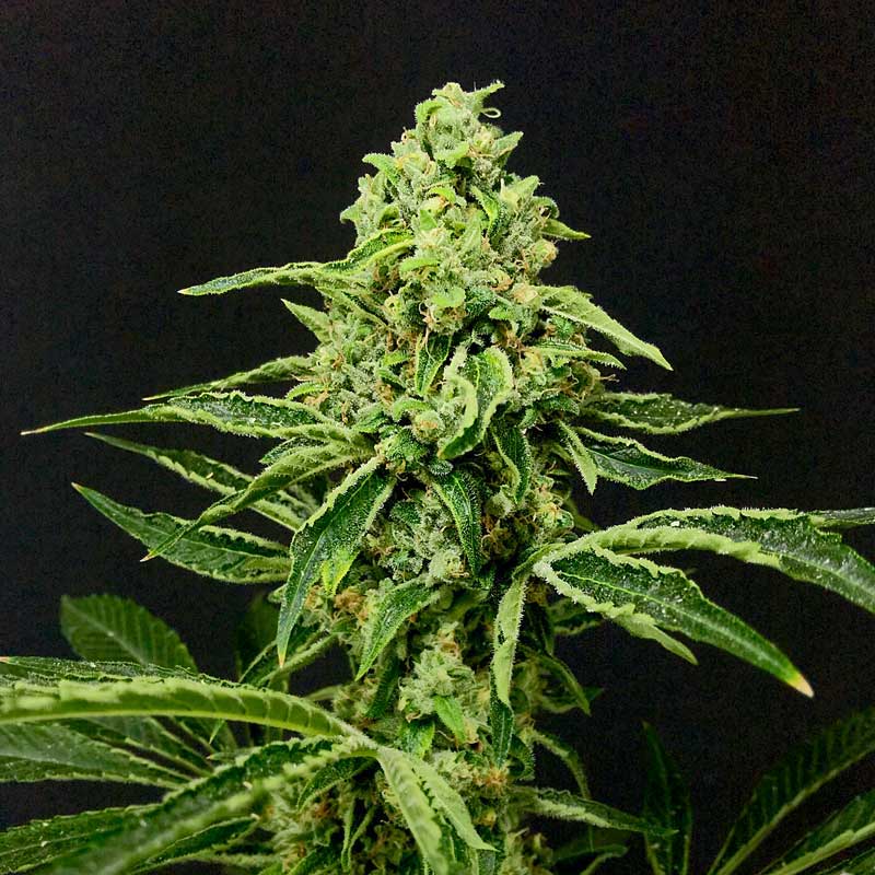New discount Cali strains from £2.79 per seed with 30% discount - mailchi.mp/144929b3d7b3/m… #calicannabis #medicalmarijuana #cannabisseeds