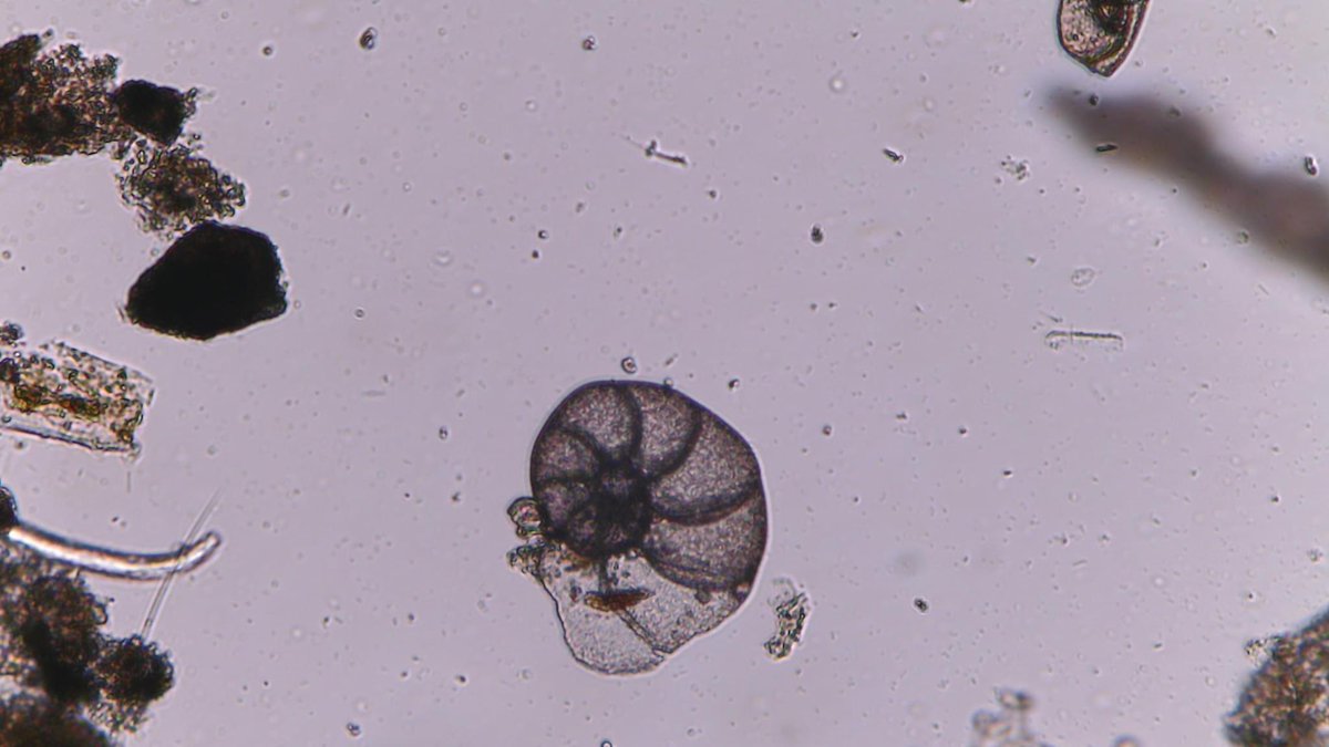 BlueRevolutionProject tweet media