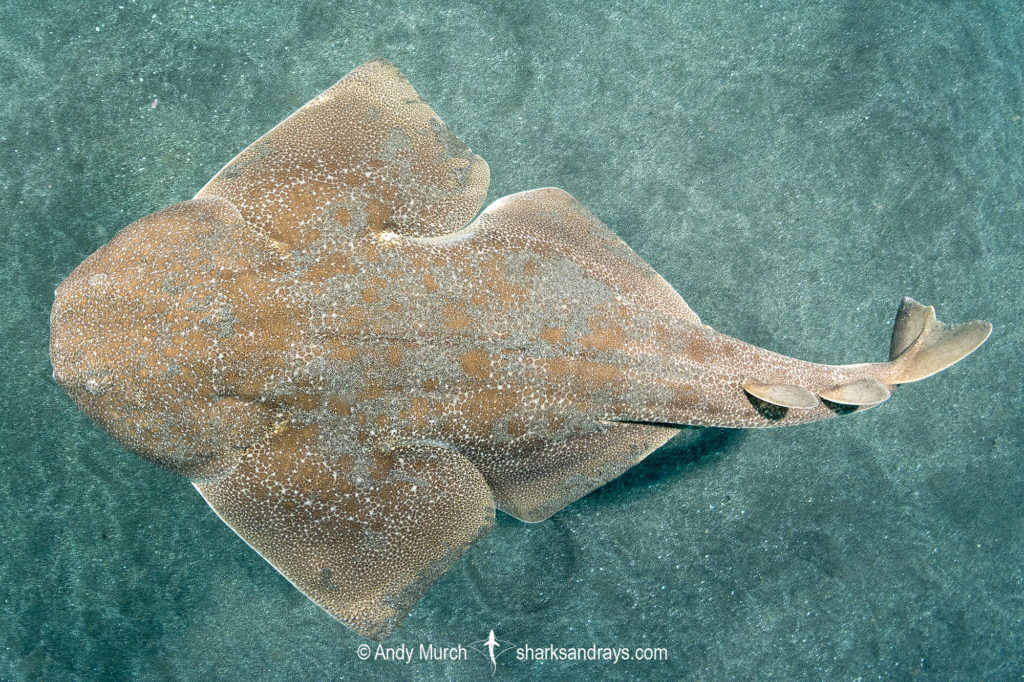 The winner of #ThisorThat week 93 is the Japanese angelshark (𝘚𝘲𝘶𝘢𝘵𝘪𝘯𝘢 𝘫𝘢𝘱𝘰𝘯𝘪𝘤𝘢) 🥳😇! 

Check out the winner here:
m.facebook.com/story.php?stor… 

📸: Andy Murch 

#justice4jaws #shark #sharkconservation #sharklife #npc #j4j #southafrica #oceaneducation  #saveoursharks