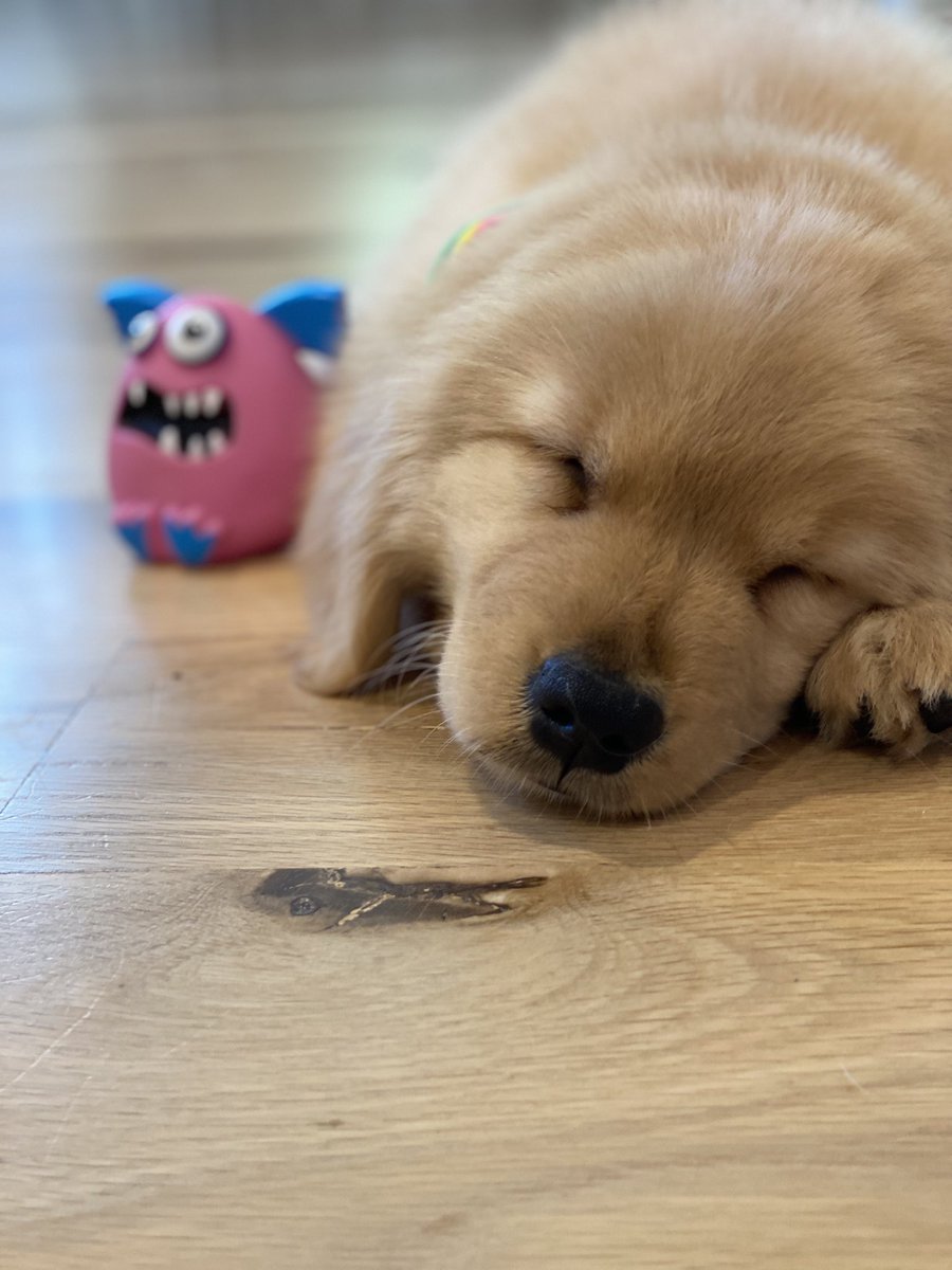 🐵 Introducing my new baby sister, Monkey! She’s not as smart as me but she is pretty cute. It’s also fun having more toys around.