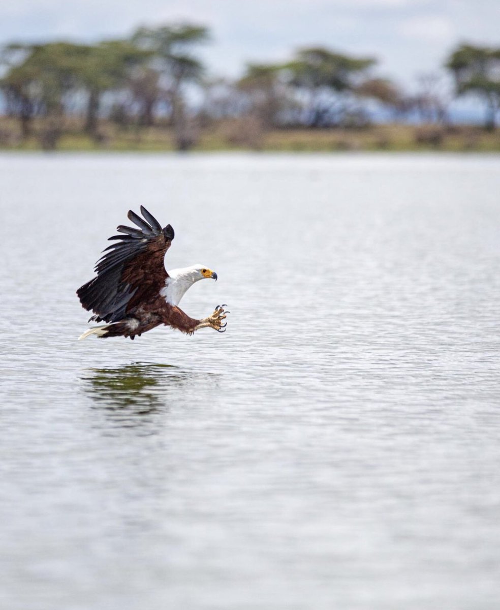 Burchs_Resort's tweet photo. Lake Naivasha’s rich biodiversity draws over 400 birds species, making it a birder’s dream destination. 😍🦅

📸Photo credits: Shot by
https://t.co/myZyueAdMF 

#TravelTipThursday #LakeNaivasha #Naivasha #tembeakenya #TranquilityAwaits #Amerix #TomOsinde #PresidentRutoChallenge https://t.co/6kc3FucZJf