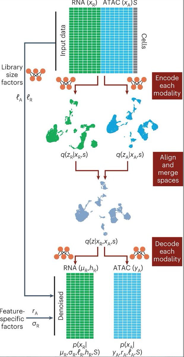 By learning a joint representation using deep generative modeling, MultiVI integrates multimodal and single modality single-cell datasets which enhances multiple functionalities. <a href="/YosefLab/">Yosef Lab</a> @TalAshuach <a href="/MGabitto/">Mariano Gabitto</a> 

OA paper: nature.com/articles/s4159…