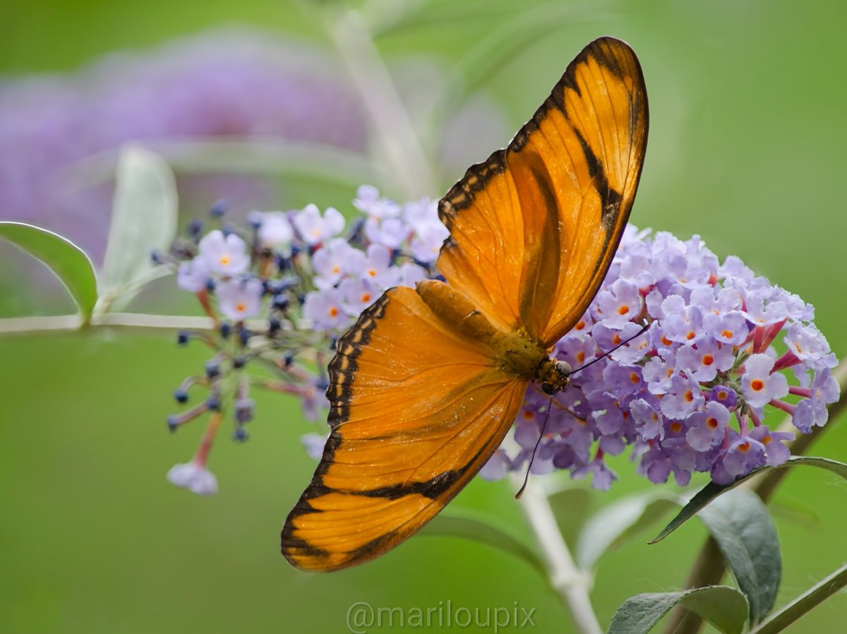 A Julia butterfly on Buddleia blooms for #InsectThursday @DavidMariposa1 #ThePhotoHour #day177of365 #NaturePhotography #photographylovers #Butterflies #PhotographyIsArt #Nikon