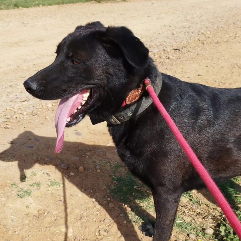 LASAnimal's tweet photo. A #TORRON le recogieron unos ciclistas de la carretera, herido. La gente se volcó con su caso y ya lleva meses en en un chenil, un labrador 2 años de tamaño grande, tiene fuerza, energía y es activo, muy cariñoso y sociable con otros perros
✍️📧👇
adopcion.lasanimal@gmail.com https://t.co/rrRx3Hdq2f