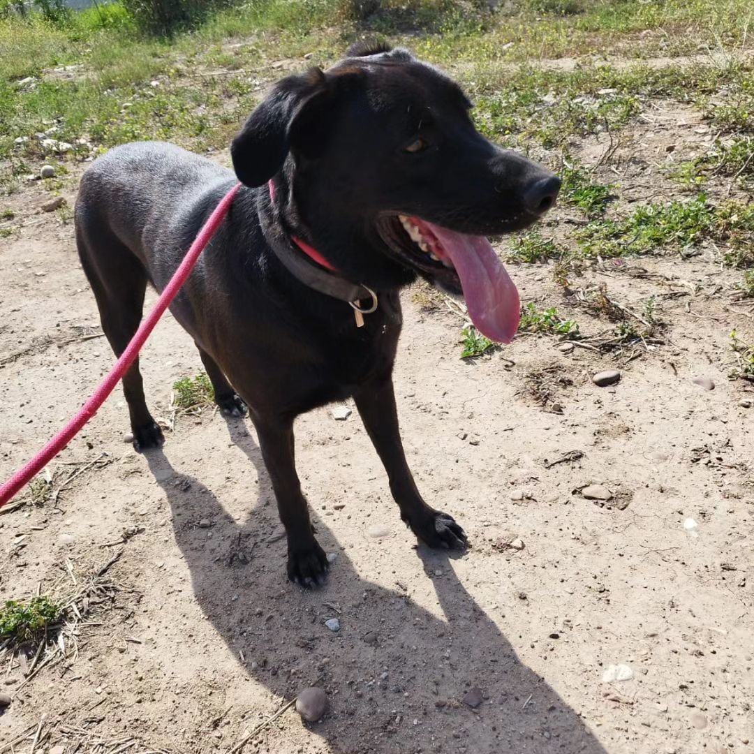 LASAnimal's tweet photo. A #TORRON le recogieron unos ciclistas de la carretera, herido. La gente se volcó con su caso y ya lleva meses en en un chenil, un labrador 2 años de tamaño grande, tiene fuerza, energía y es activo, muy cariñoso y sociable con otros perros
✍️📧👇
adopcion.lasanimal@gmail.com https://t.co/rrRx3Hdq2f