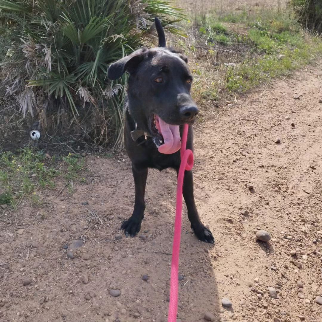 LASAnimal's tweet photo. A #TORRON le recogieron unos ciclistas de la carretera, herido. La gente se volcó con su caso y ya lleva meses en en un chenil, un labrador 2 años de tamaño grande, tiene fuerza, energía y es activo, muy cariñoso y sociable con otros perros
✍️📧👇
adopcion.lasanimal@gmail.com https://t.co/rrRx3Hdq2f