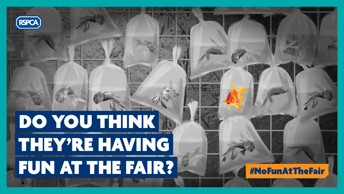 📣 Today, we launch our Pets as Prizes campaign to urge local authorities to ban the giving away of live animals as prizes at funfairs 🐠🚫 🤝 We need your support to encourage your local council to stop this practice. Take action now: 👉 bit.ly/3XlsYga #NoFunAtTheFair