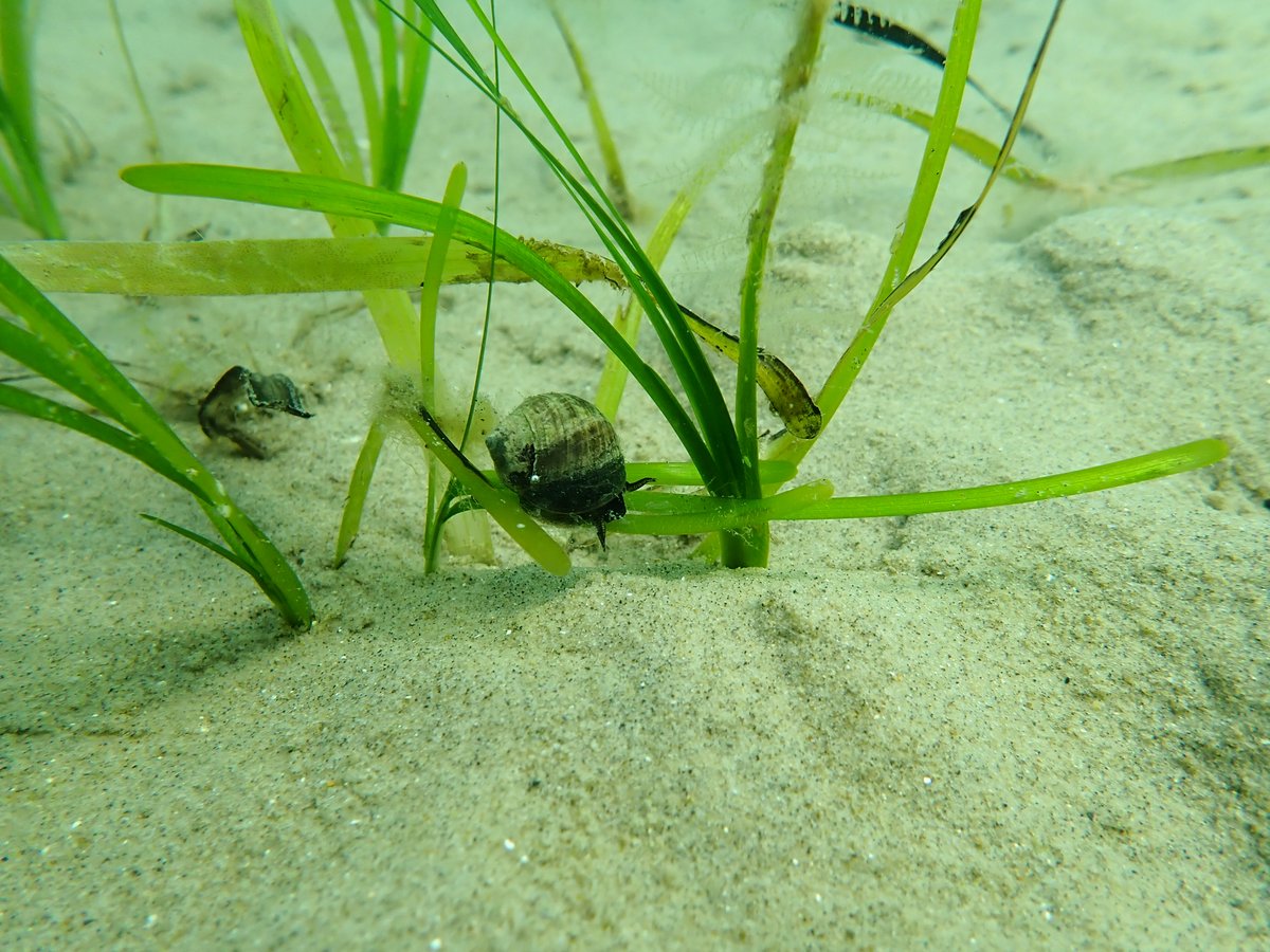 Richard Unsworth 🏴 (@zosterar) on Twitter photo Spot the pipefish (nice pic Conor)
- Looks like it's a big 👍from the animal life (and our team) in the Isle of Wight to our experimental <a href="/wwf_uk/">WWF UK</a> <a href="/SwanseaUni/">Swansea University</a> <a href="/ProjectSeagrass/">Project Seagrass</a> seagrass transplants Spot the pipefish (nice pic Conor)
- Looks like it's a big 👍from the animal life (and our team) in the Isle of Wight to our experimental <a href="/wwf_uk/">WWF UK</a> <a href="/SwanseaUni/">Swansea University</a> <a href="/ProjectSeagrass/">Project Seagrass</a> seagrass transplants