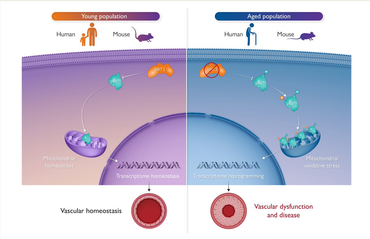 ehj_ed's tweet photo. Sirtuin 2 deficiency aggravates ageing-induced vascular remodelling in humans and mice. Discover more in #EHJ:
https://t.co/pqpaMgjkzl
#ageing #vasculature #sirtuin #remodelling #cardiotwitter @escardio @ESC_Journals https://t.co/LZ842LBXG1