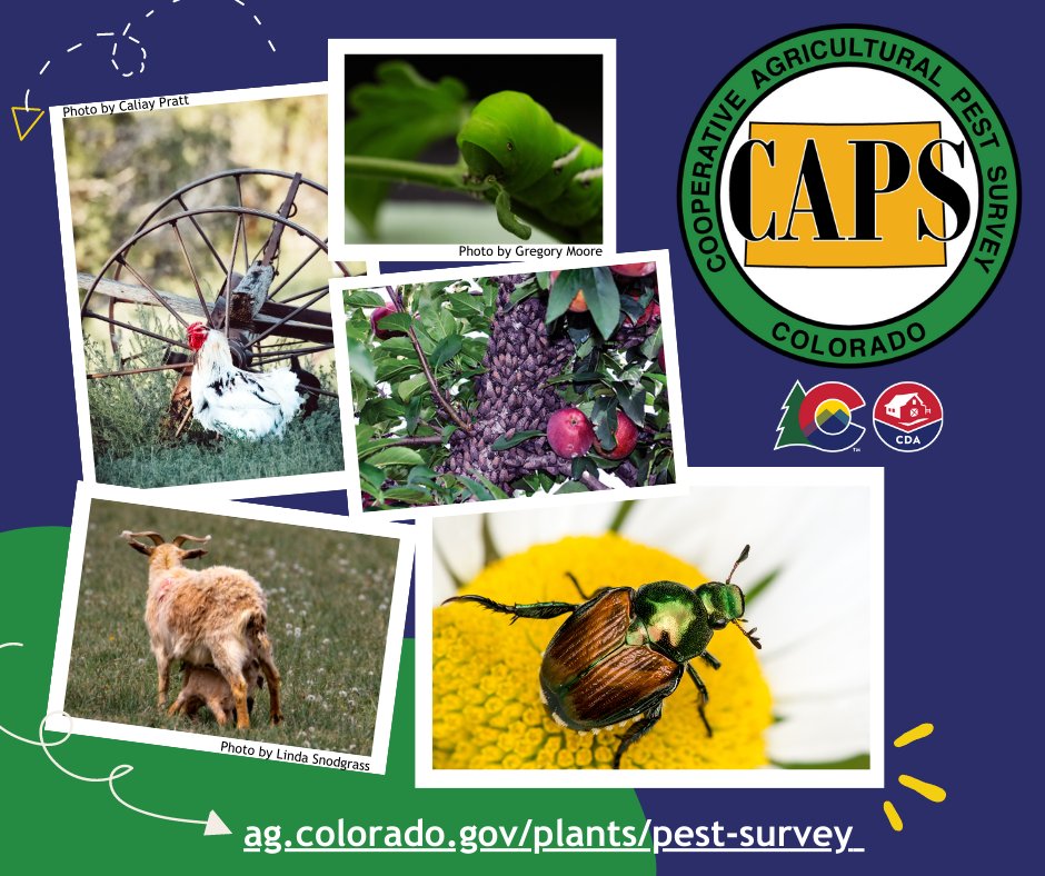 Colorado's Cooperative Agricultural Pest Survey (CAPS) Team is monitoring for #InvasivePests via insect trapping and visual surveys. Expect to see insect traps at local parks, forests and campgrounds, and please leave them in place! Learn more about CAPS: ag.colorado.gov/plants/pest-su…