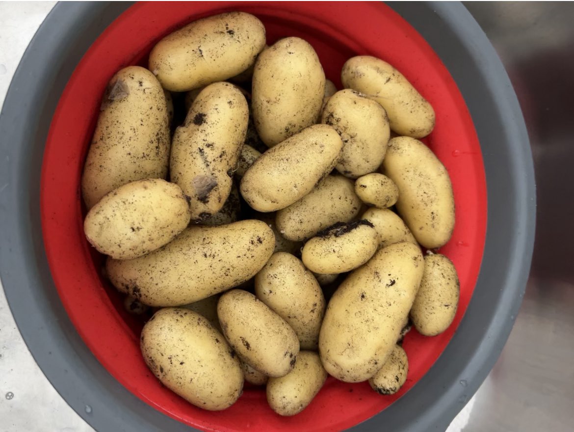 First potato harvest
