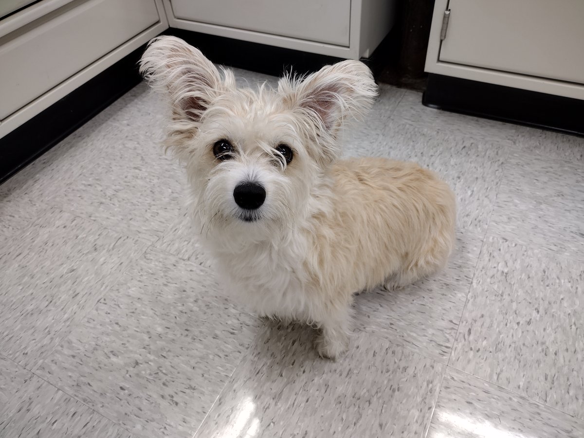 centrecodogs's tweet photo. It was a pleasure having Cú participate in our dog cognition and behavior study! Fun fact: Cú's name is Irish for hound. https://t.co/8p4f8PPIr9