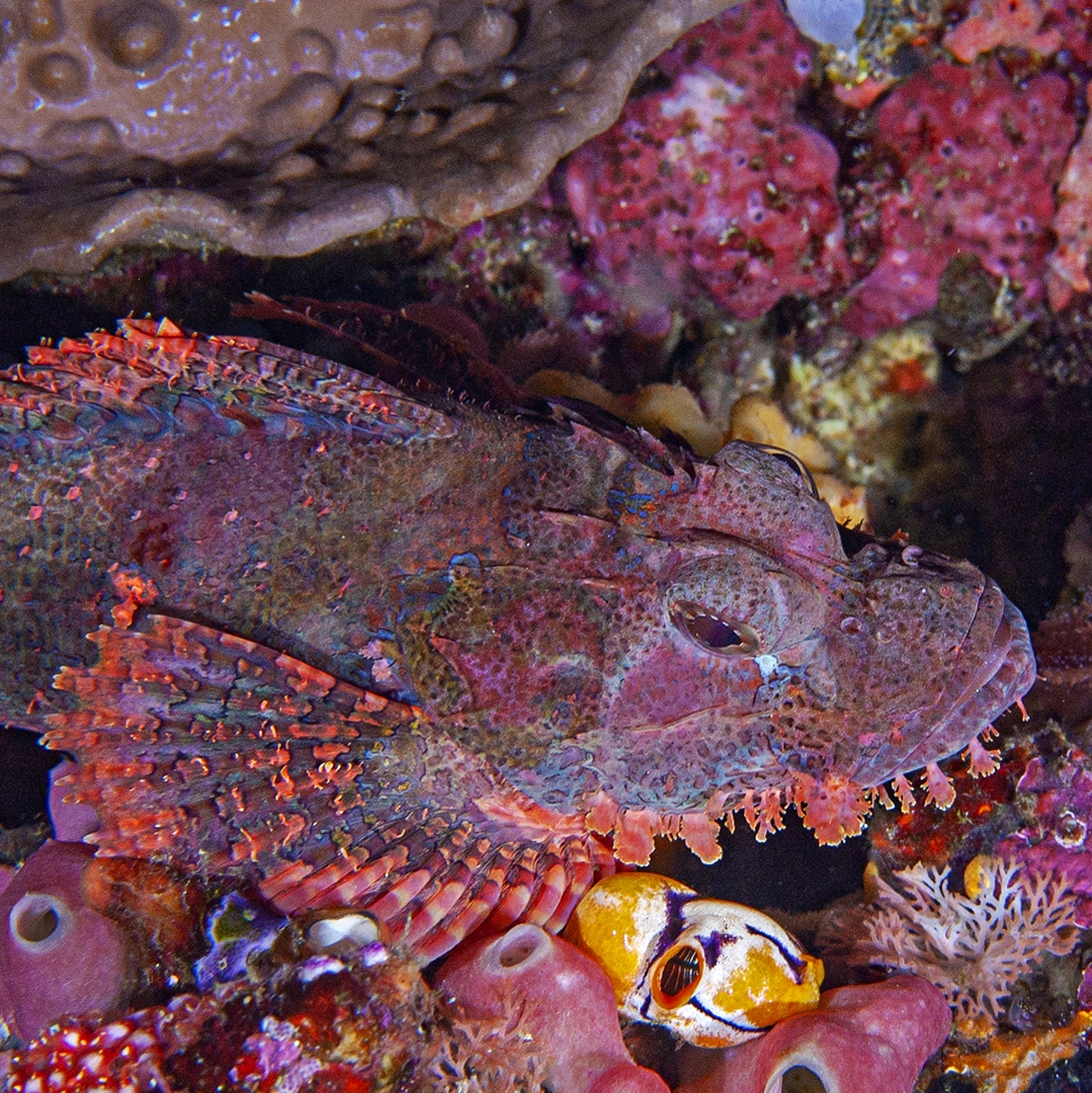 Stonefish

#stonefish #reef #marine #dive #indonesia #uwphotographer #wanderlust #traveltheworld #closeup @travelpics