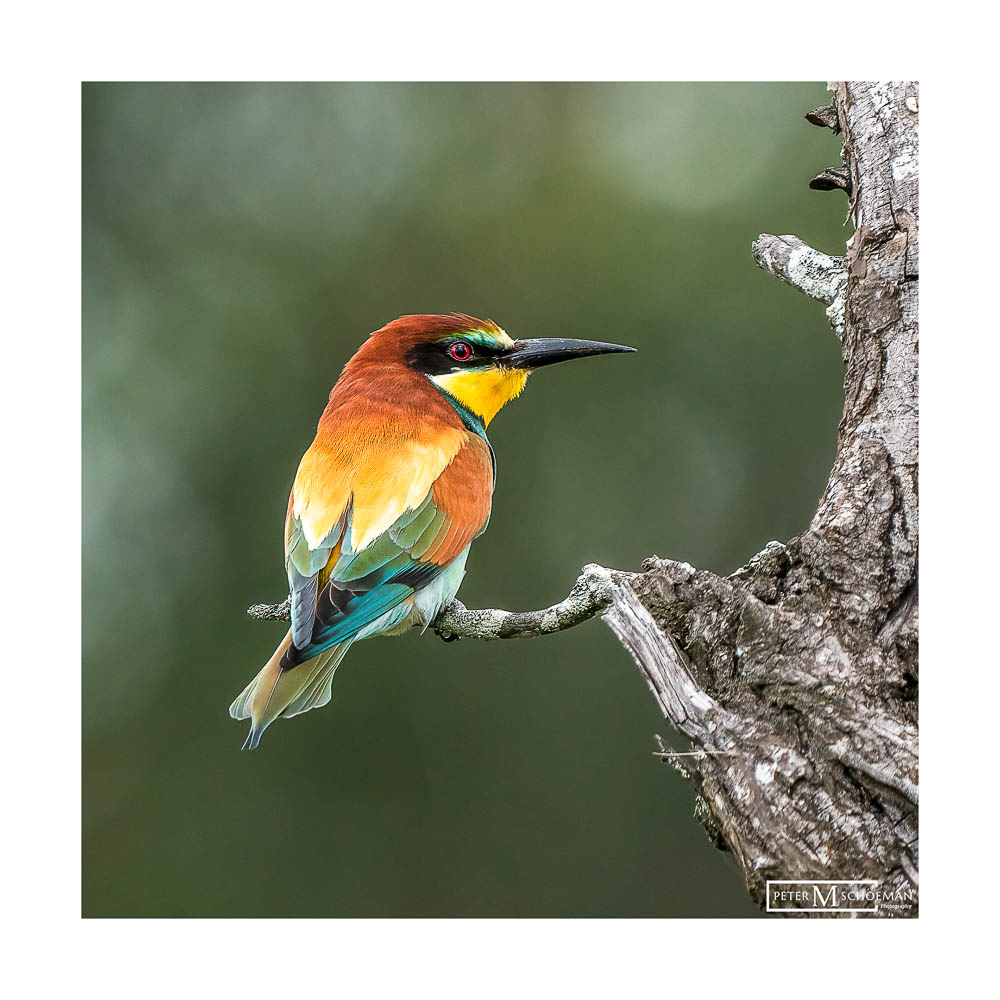 European bee-eaters have a unique way of consuming their prey, primarily bees and other flying insects and catching them mid-air.

#BirdPhotography #FeatheredFriends #BirdsOfInstagram #AvianArtistry #WingsOfWonder #FeatheredBeauties #NaturePhotography