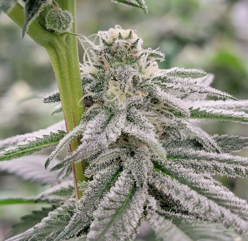 The flower that smells the sweetest is shy and lowly. 👁️🌹✨

#Mmemberville #GrowYourOwn