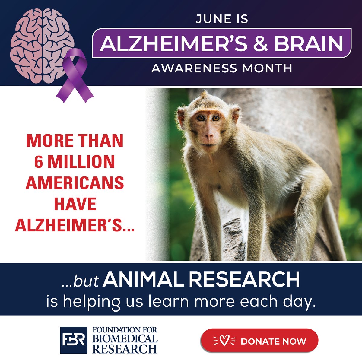 #AnimalResearch is helping scientists learn more about Alzheimer's and brain health thanks to important studies with animals including non-human primates.