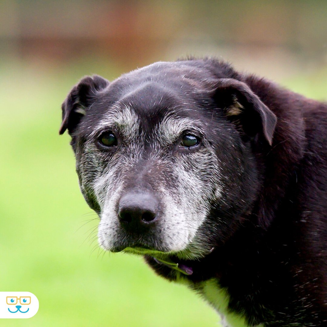 Your dog's health matters in every stage of its life. We're here to make those golden years extra wonderful! bit.ly/3AF8k16 

#seniordogs #dogcare #vetservices #willowbrookveterinaryhospital #tigardor
