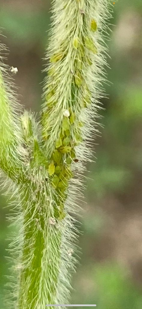 crop_dr's tweet image. Soy aphids r showing up!  Keep scouting!  #soys #aphids