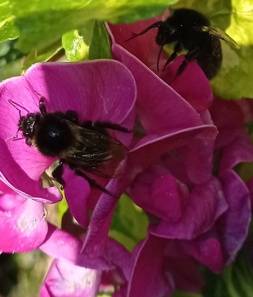 Day 29 #30DaysWild Beesy peas