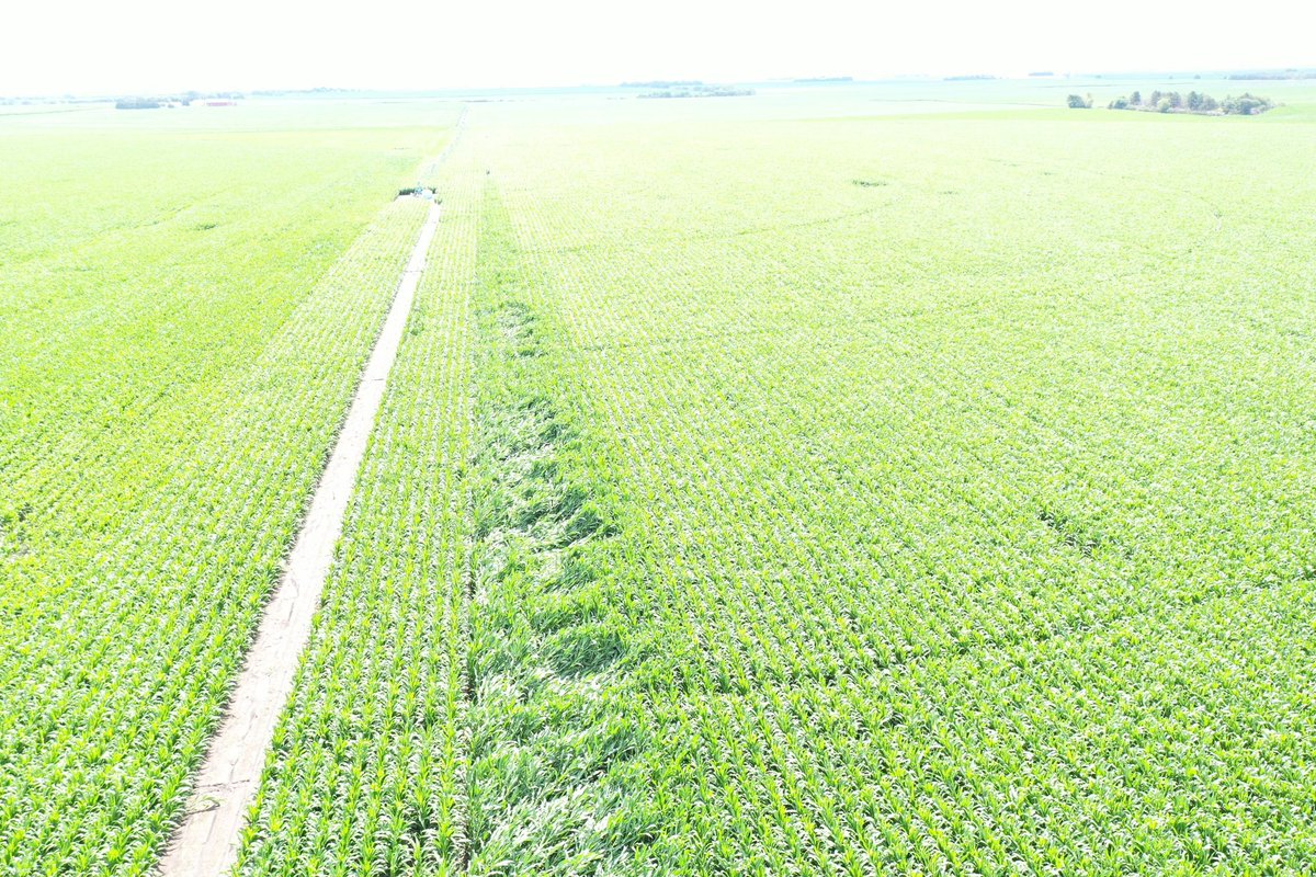 With wind across areas of southern Nebraska last night we saw #preceon Short Corn flex it’s muscles. One pass of a competitors standard tall corn in the same field as short corn. Near Bruning, NE #winninghastoots #Corn #growNE23