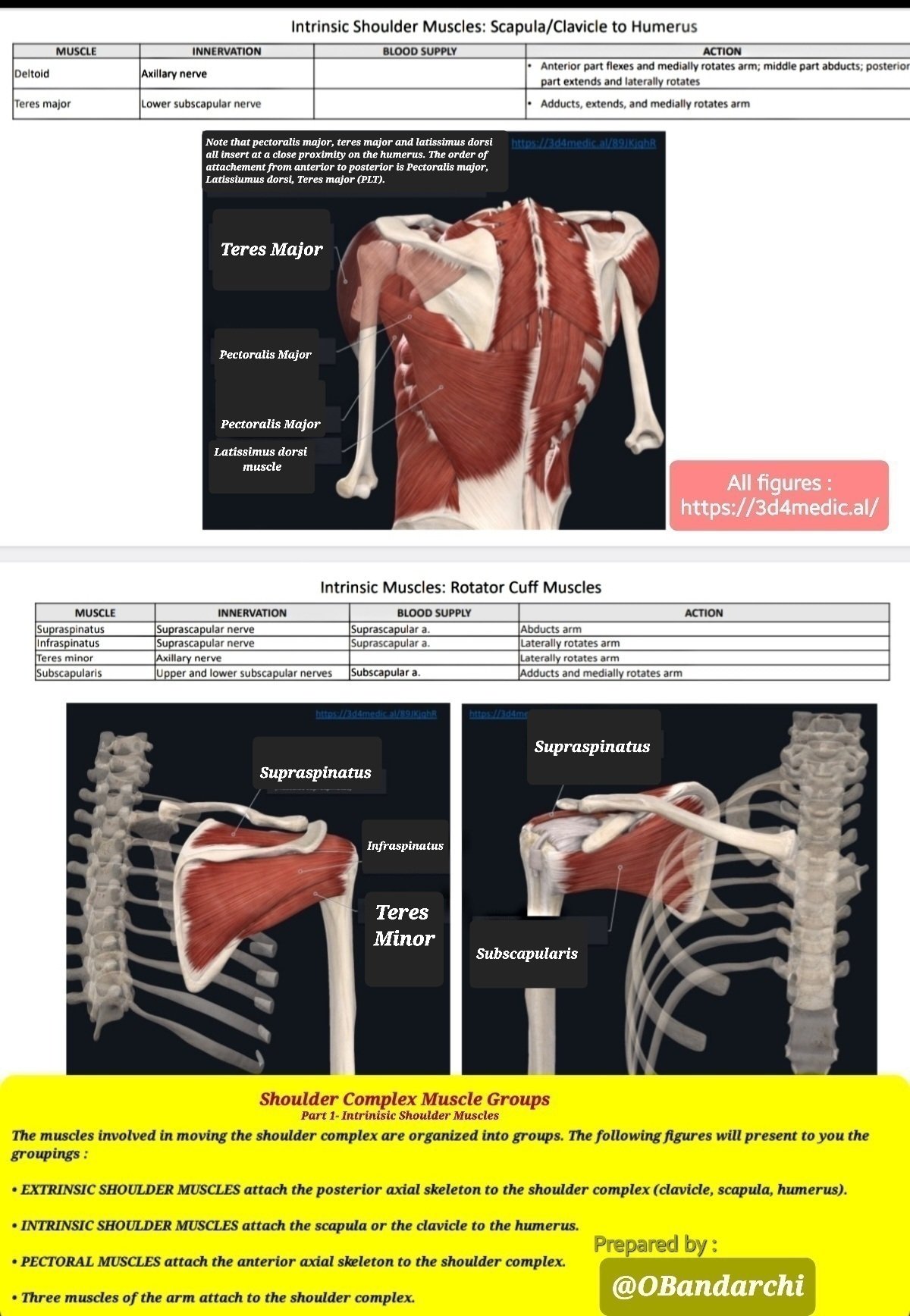 Dr. OMID BANDARCHI on X: Function of the shoulder girdle muscles  beautifully shown. These movements, however, do not occur exclusively at  the shoulder joint. In the living person, an associated movement of