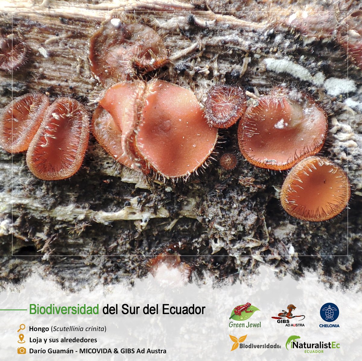 GrupoGreenJewel's tweet photo. BIODIVERSIDAD DEL SUR DEL ECUADOR
🔎: Hongo / Scutellinia crinita
🏞️: Loja y sus alrededores
📷: Darío Guamán - MICOVIDA
#BiodiversidadDelSurDelEcuador #GreenJewel #Chelonia #BiodiversidadEc #GIBS #AdAustra #Hongos #CienciaCiudadana #Biodiversidad #SomosInaturalistEc #MICOVIDA https://t.co/qdAxlfiGA2