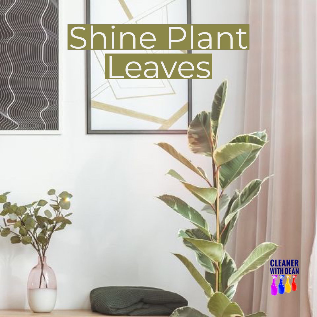 thecleaningdean's tweet photo. Take a tip from professional florists: Clean dusty potted plants with some mild soap and water, then use a paper towel to rub a drop of mayo into the tops of leaves to make them extra vibrant.

#leaves #plants #houseplant #easy #simple #clean #tidy https://t.co/2fSNluNSel