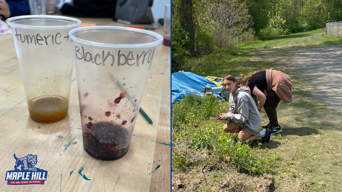 MapleHill_HS's tweet photo. 8th graders had an art assignment to make landscapes using all-natural watercolors made from outdoor materials (&amp; a few from the grocery store). Materials included dandelions, flower petals, leaves, red onion, raspberries, blueberries, blackberries, orange peel, turmeric &amp; more. https://t.co/X1oGlJMq5b