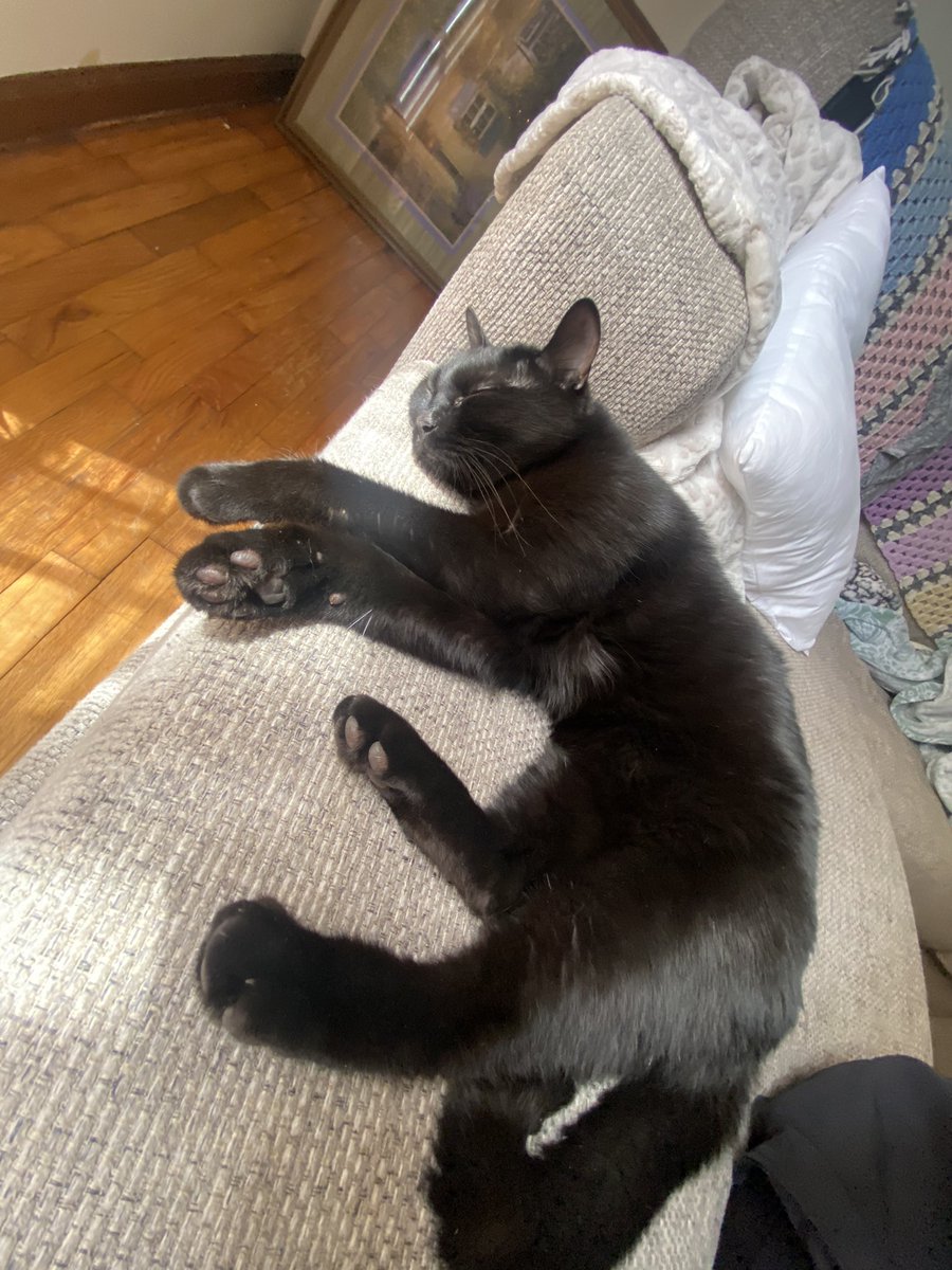 malpalheincker's tweet photo. I could talk about my animals for 5hrs straight, don’t get me started they are PERFECT!!!!! https://t.co/Un4FXNyXhT