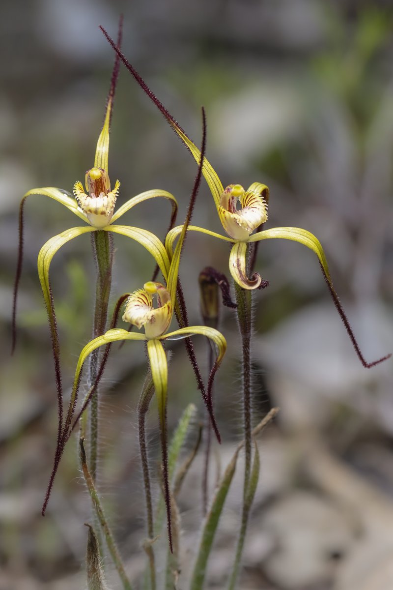 Our Observation of the Day is this Primrose Spider Orchid #plant (Caladenia xantha), seen in #Australia by clarissahuman!

More details at: inaturalist.org/observations/1… #nature #botany #plants #orchids #nature #biodiversity