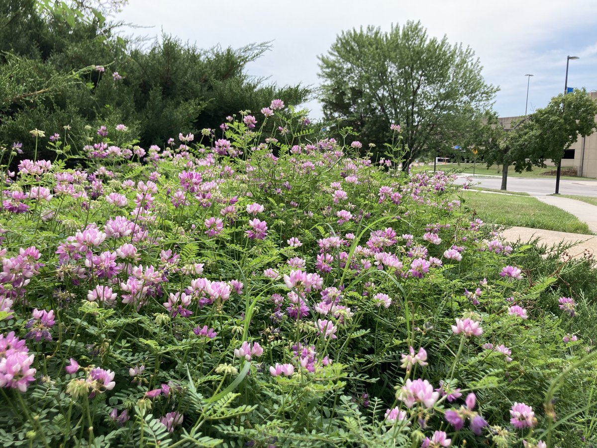 Jhawk96's tweet image. A summer stroll around Green Hall. #KUlaw #exploreKU